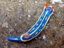 Hypselodoris festiva