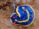 Hypselodoris festiva