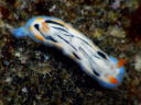 Hypselodoris maritima