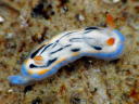 Hypselodoris maritima