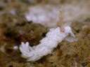 Aeolidiella alba