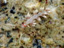 Cratena lineata