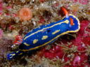 Hypselodoris festiva