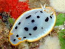 Goniobranchus orientalis