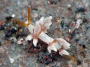 Eubranchus inabai