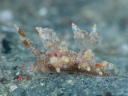 Eubranchus leopoldoi