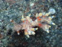 Eubranchus leopoldoi