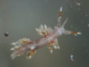 Eubranchus leopoldoi