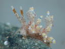 Eubranchus leopoldoi