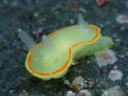 Diaphorodoris mitsuii