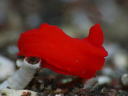 Gymnodoris cf. subornata