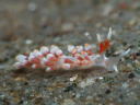 Eubranchus sp. 2