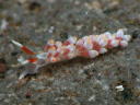 Eubranchus sp. 2