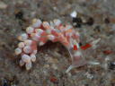 Eubranchus sp. 2