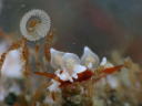 Eubranchus inabai