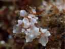 Eubranchus inabai