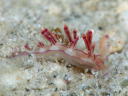 Flabellina rubrolineata