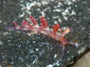 Flabellina rubrolineata