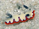 Goniobranchus fidelis