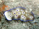 Risbecia tryoni