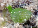 Tamanovalva limax