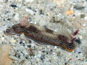 Chromodoris lineolata