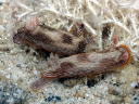 Chromodoris lineolata