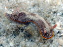 Chromodoris lineolata