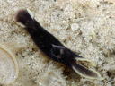 Chelidonura amoena