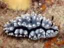 Phyllidiella granulatus