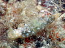 Gymnodoris okinawae