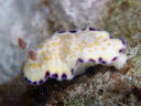 Goniobranchus rufomaculata