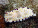 Goniobranchus rufomaculata