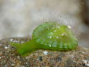 Tamanovalva limax