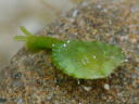 Tamanovalva limax