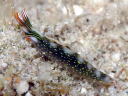 Thuridilla splendens