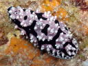 Phyllidiella cf. annulata