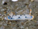 Hypselodoris placida