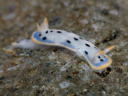 Hypselodoris placida