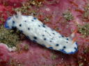 Hypselodoris sagamiensis