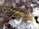 Spurilla chromosoma