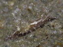 Stylocheilus striatus