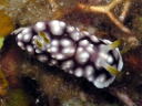 Goniobranchus geometrica