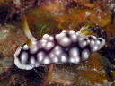 Goniobranchus geometrica