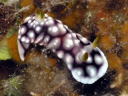 Goniobranchus geometrica