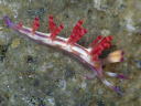 Flabellina rubrolineata