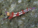 Flabellina rubrolineata