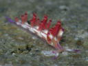 Flabellina rubrolineata