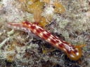 Hypselodoris purpureomaculosa