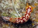 Hypselodoris purpureomaculosa